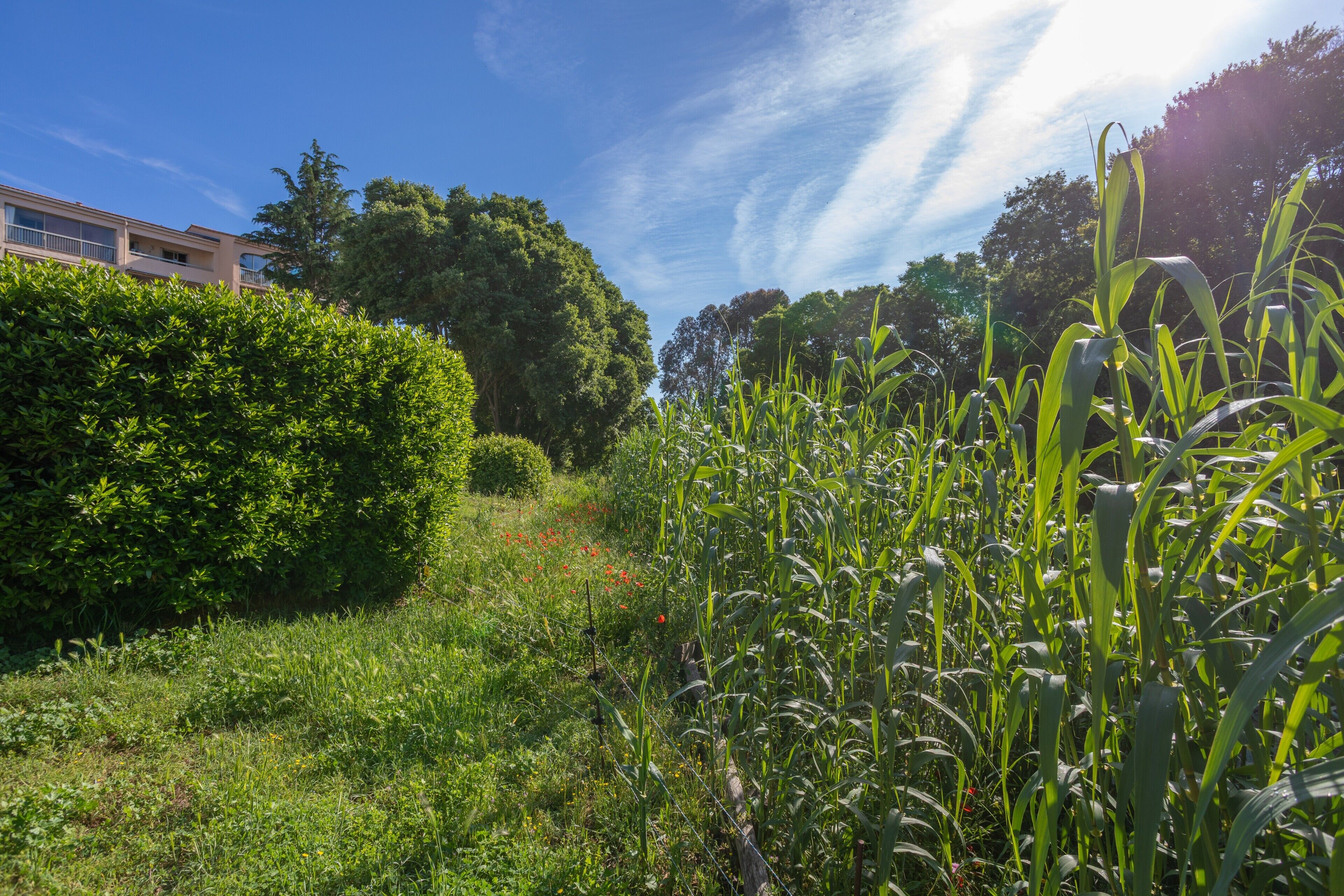 A lush green landscape with a building in the background.