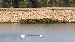 A calm river with a sandy bank and some greenery. - Charming gîte in the Loire castles (Candes-Saint-Martin)