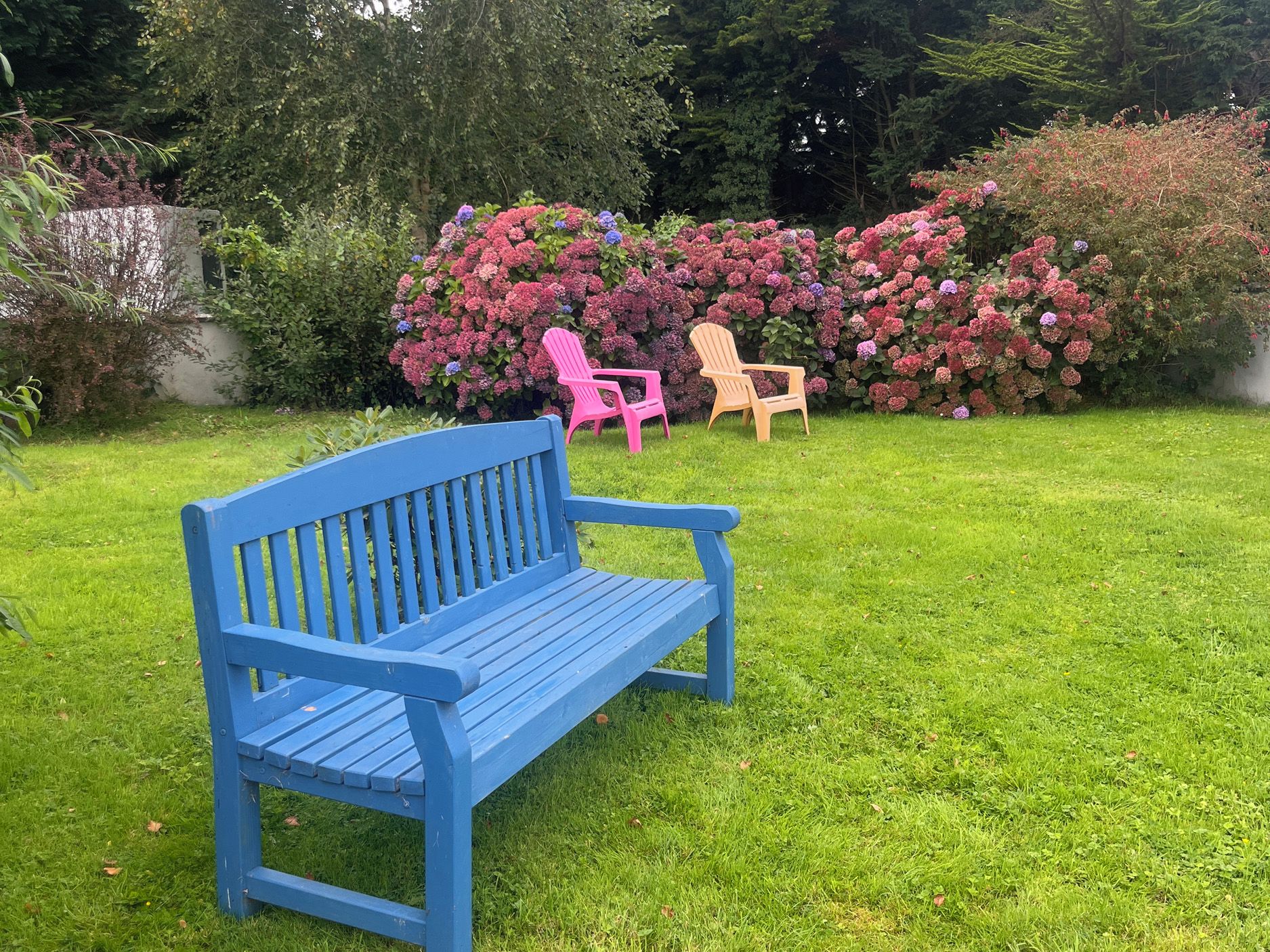 Een blauwe bank in een grasrijk gebied met roze en gele stoelen en een haag met roze bloemen op de achtergrond.
