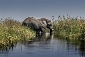 Game drive - Khwai Mokoro Safaris and Campsites (Khwai)