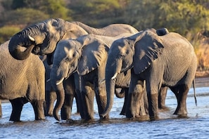Safariajelu