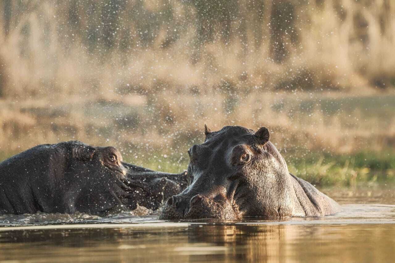 Dos hipopótamos parcialmente sumergidos en agua, con gotas visibles en el aire.