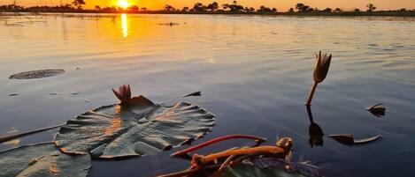 A calm water body with lotus leaves and a sunset in the background.
