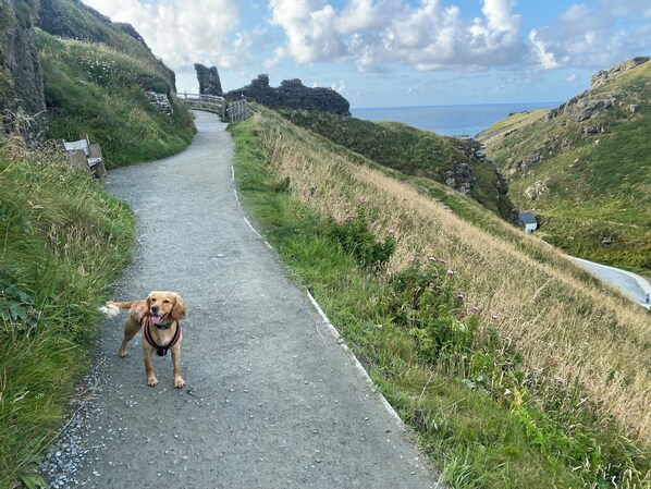 Un camino empedrado con un perro, colinas cubiertas de hierba y una vista distante del mar.