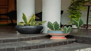 A staircase with potted plants on the steps.