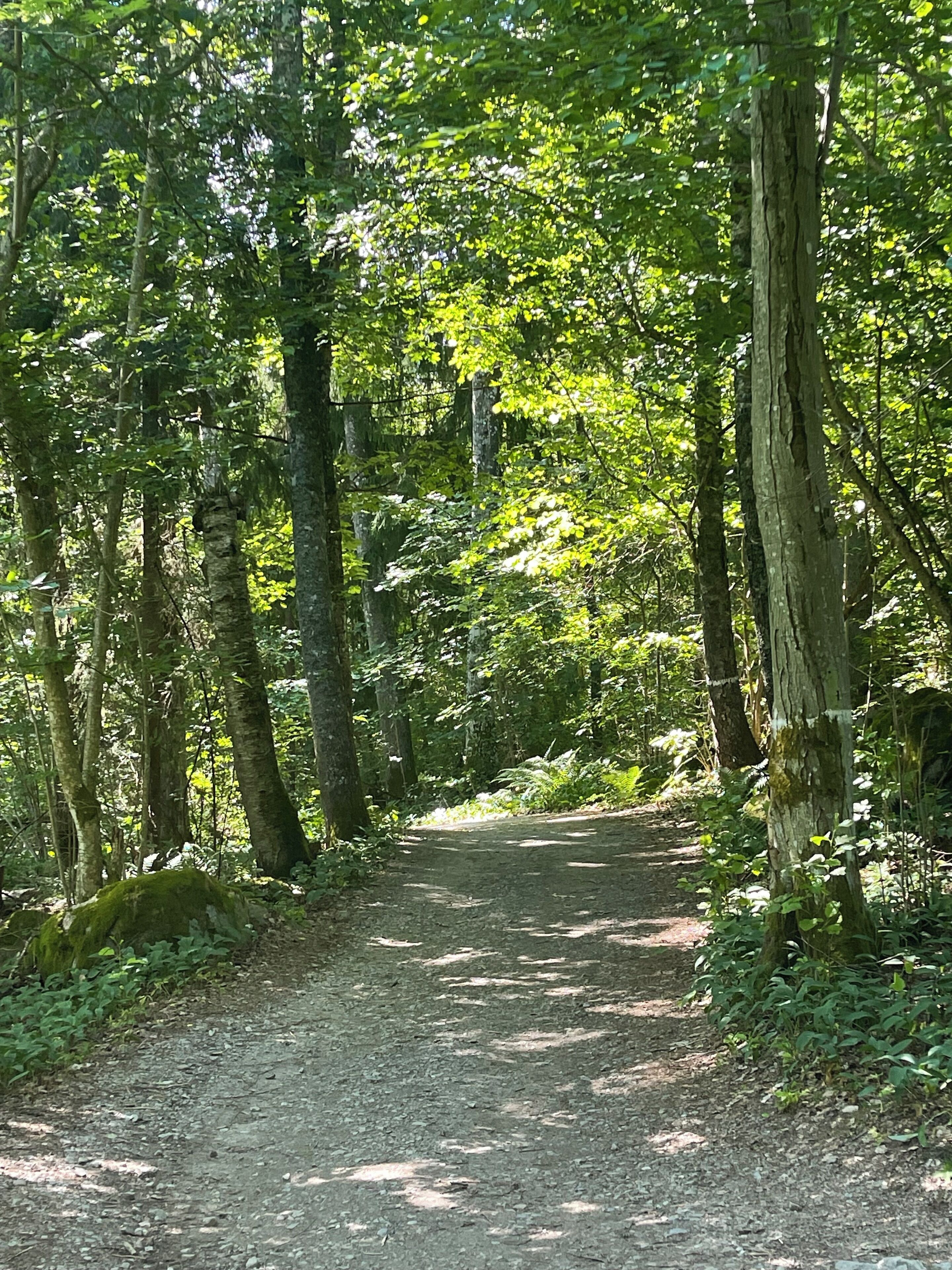 Camí boscà envoltat d'alzines altes i vegetació densa.