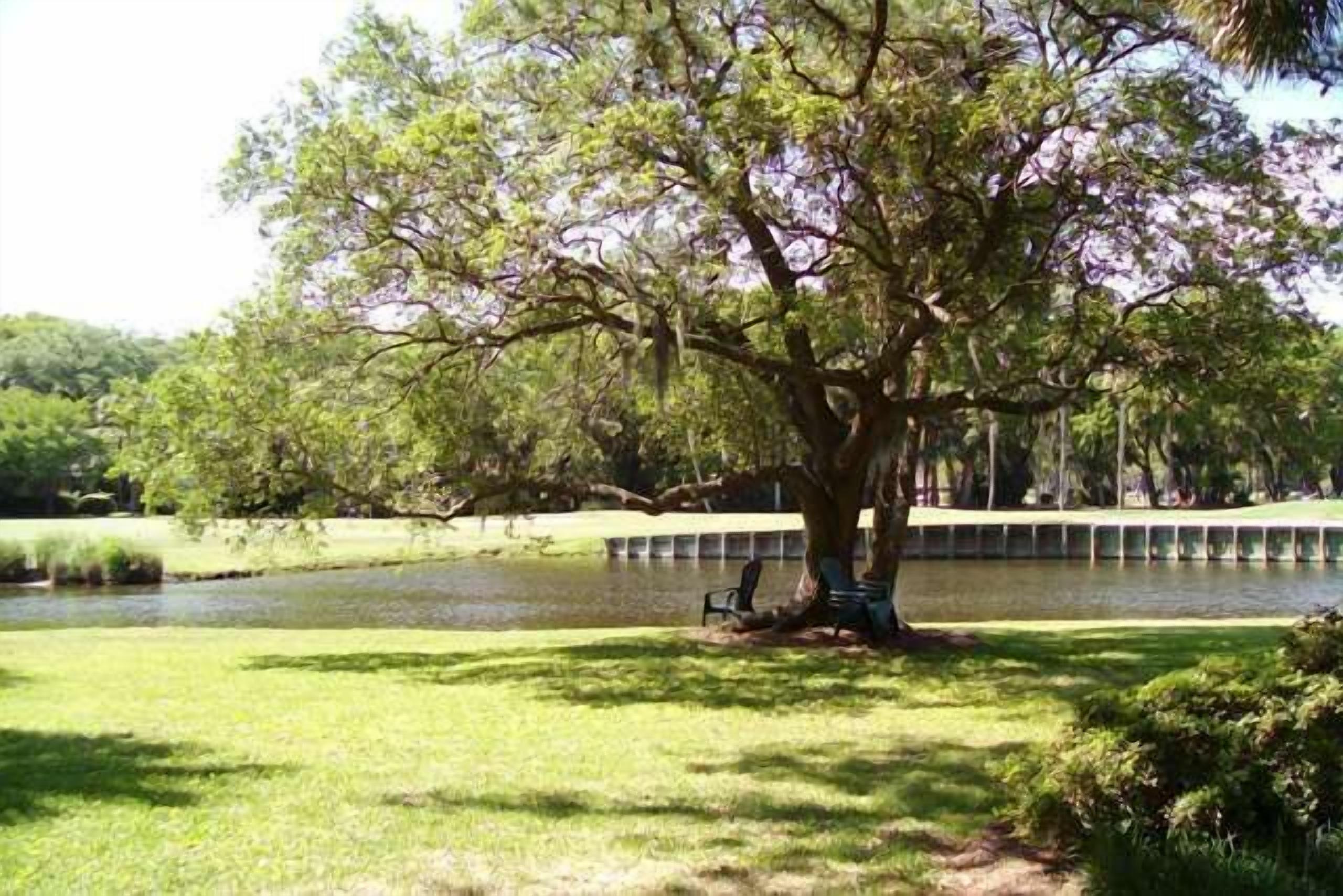A large tree in a park with a bench and a pond in the background.