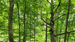 A forest with tall trees and a grassy path. - Small family & pet friendly campground. Easy access to many public beaches. (Hartington)