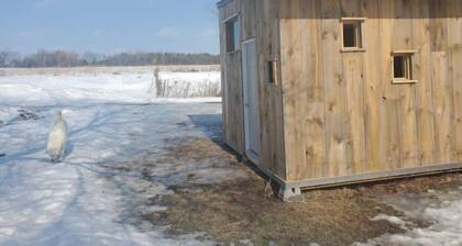 Bright and Cozy Tiny Pine House