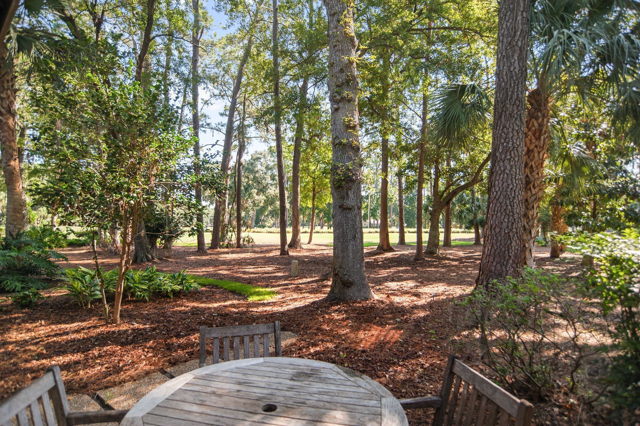 Ein bewaldeter Campingplatz mit Holztisch und Bänken, umgeben von hohen Bäumen und Unterholz.