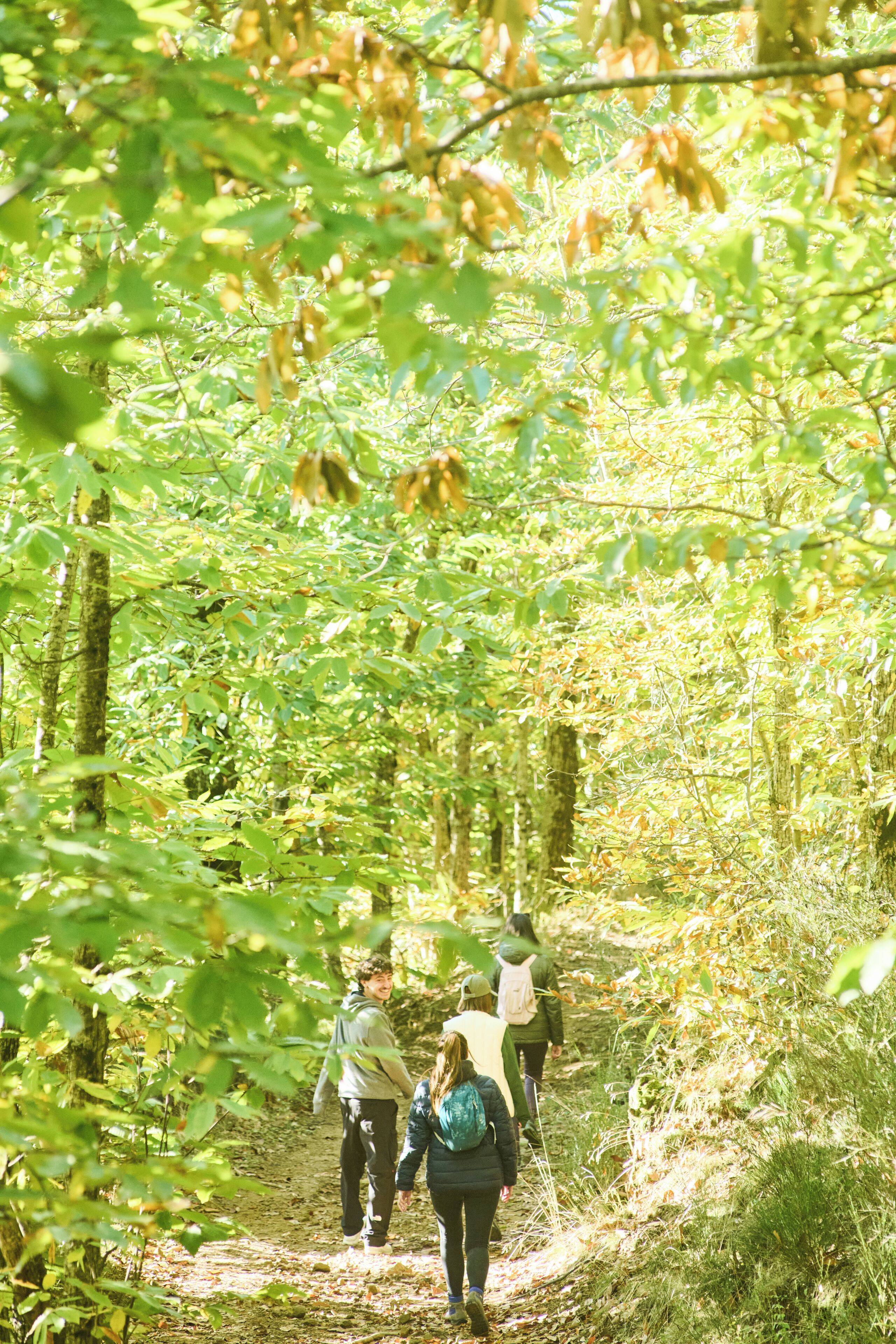 A forested path with hikers.
