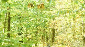 A forested path with hikers.