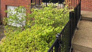 Een tweelaags huis met een bakstenen gevel, een zwarte voordeur en een kleine voortuin met groene planten en een zwart metalen hek.
