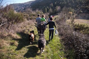 Um grupo de pessoas caminhando por um caminho gramado, com um cachorro, cercado por vegetação e colinas ao fundo.