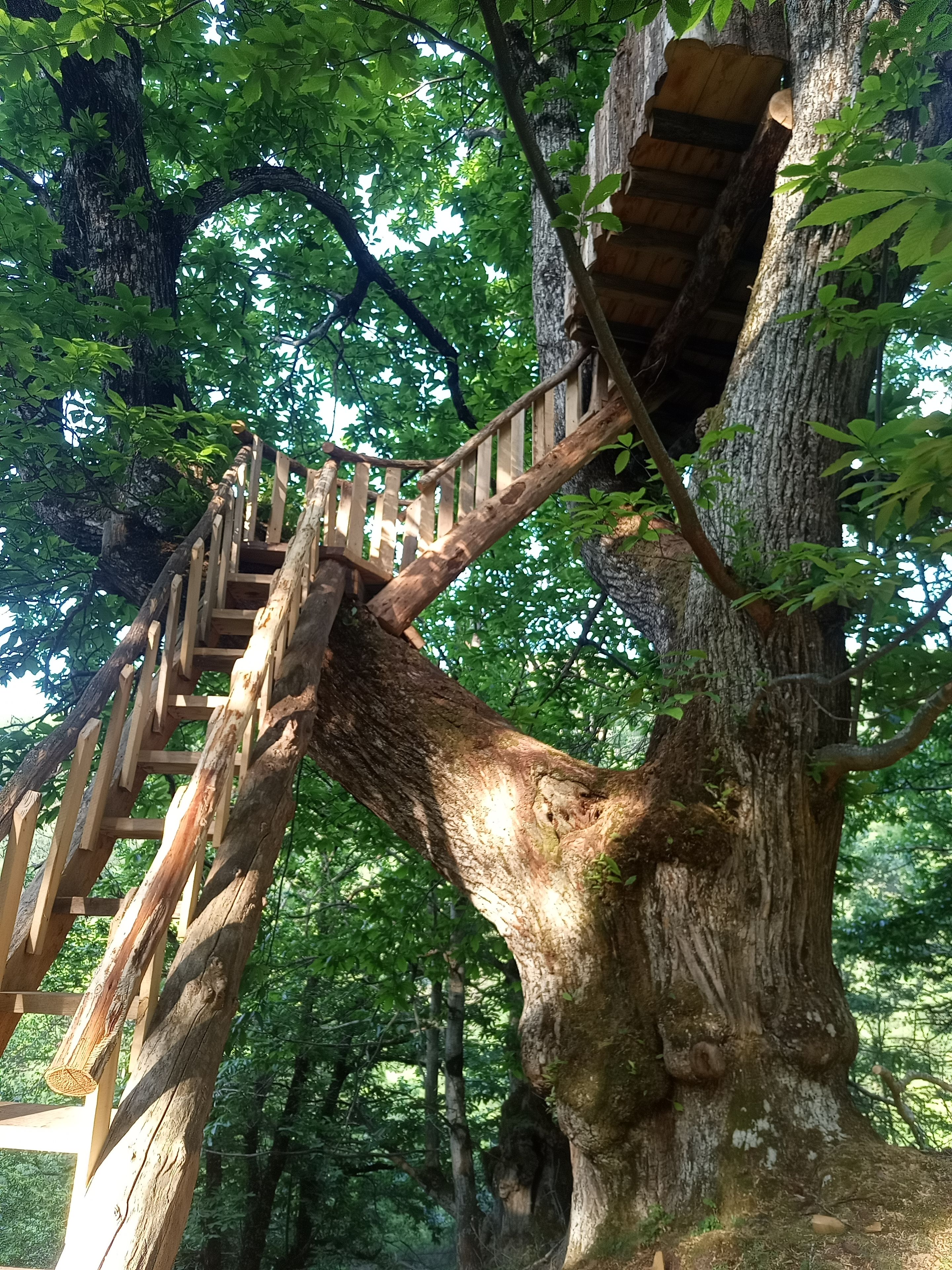 Una escalera de madera construida en un gran árbol, rodeada de exuberante follaje verde.