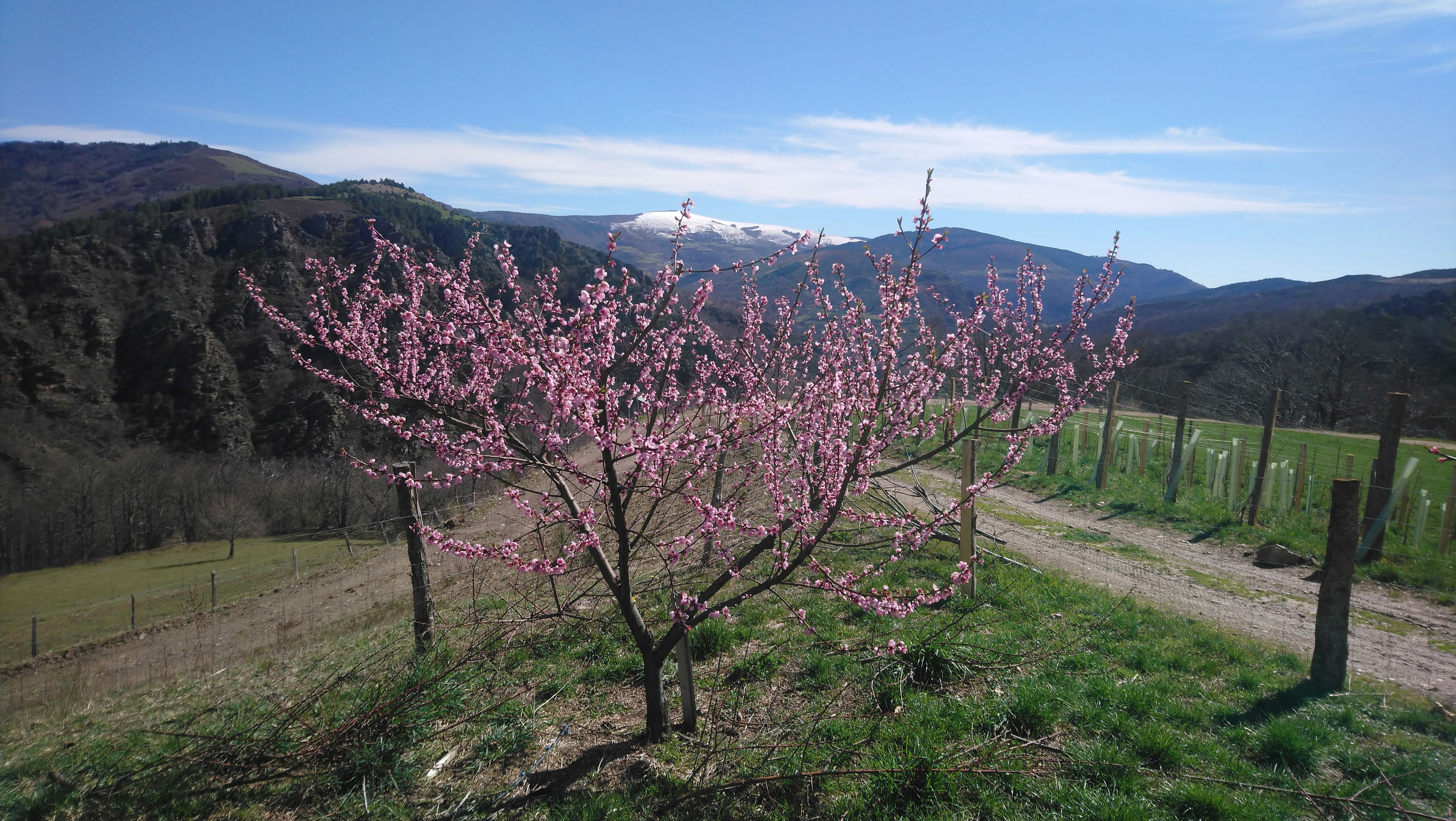 Un arbre amb flors rosades en un paisatge rural amb una muntanya al fons.