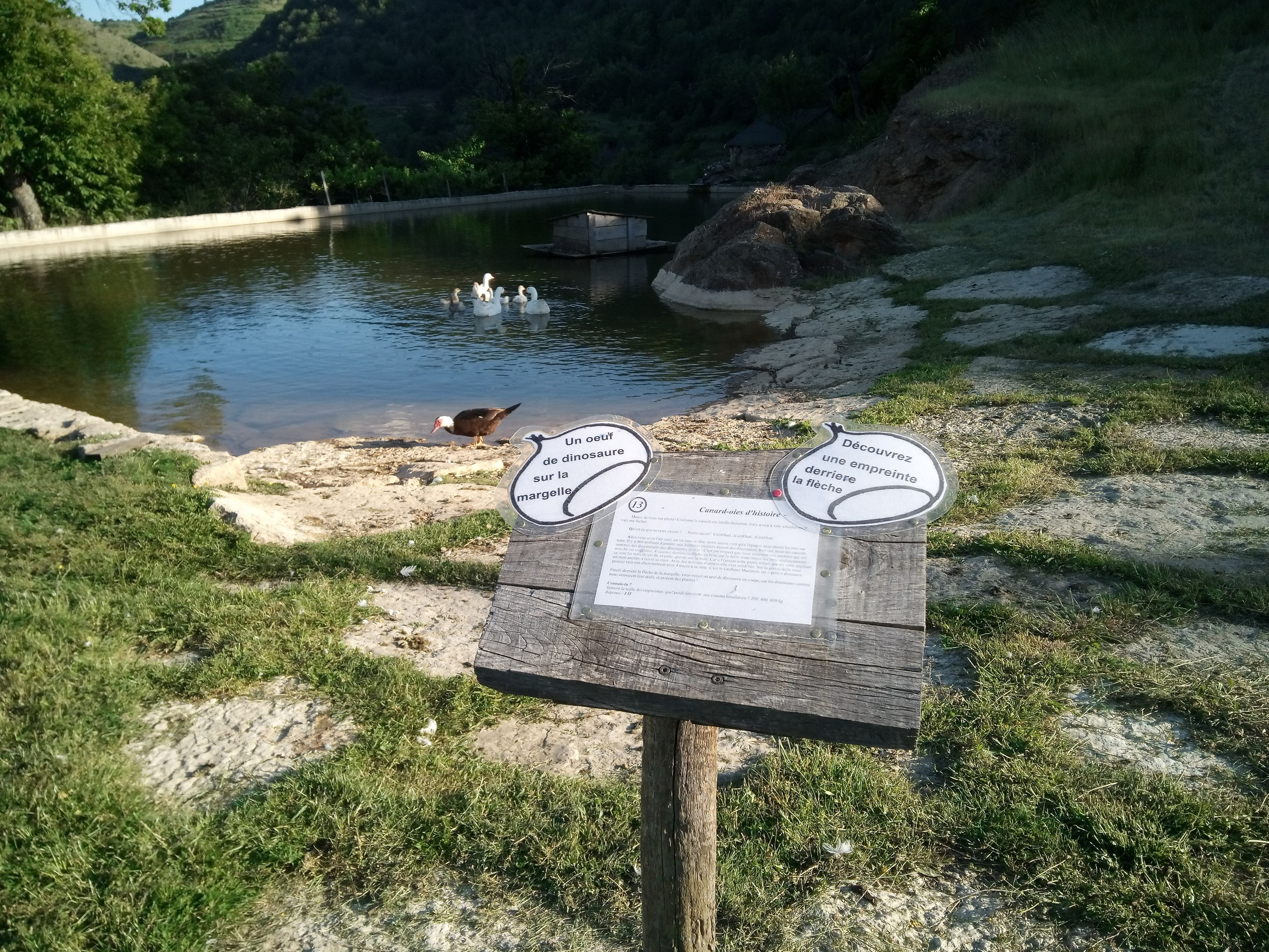 A wooden sign with information about a dinosaur egg and a duck.