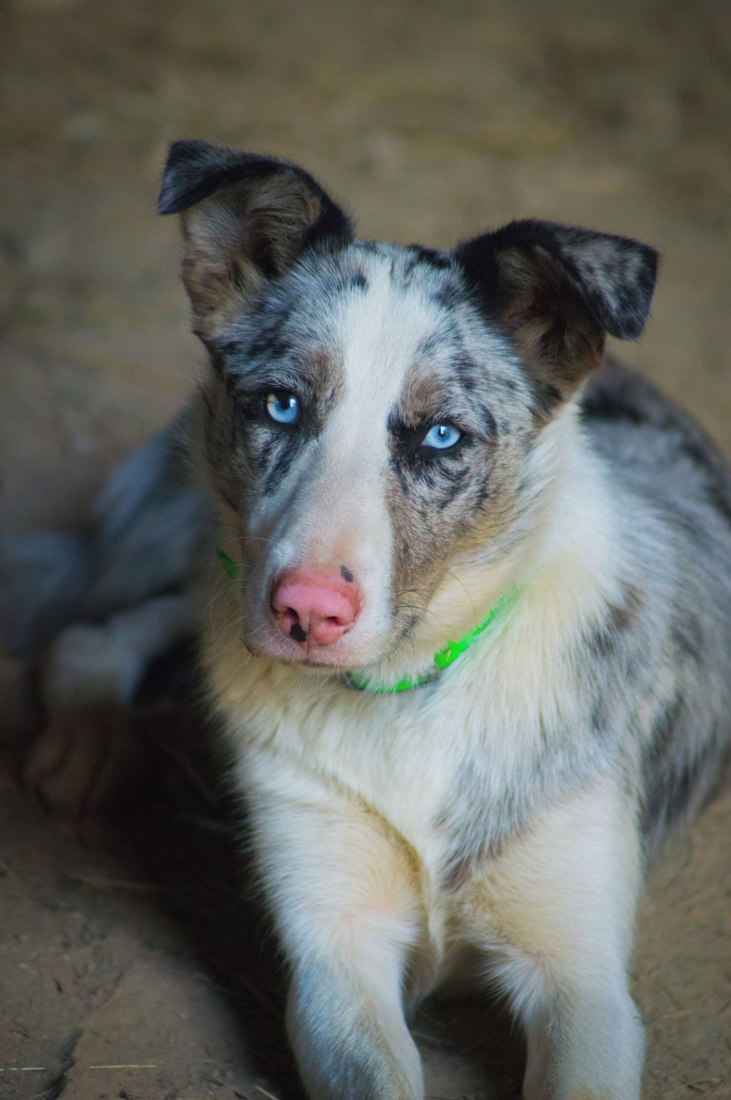 Un perro con collar verde sentado sobre una superficie texturizada.