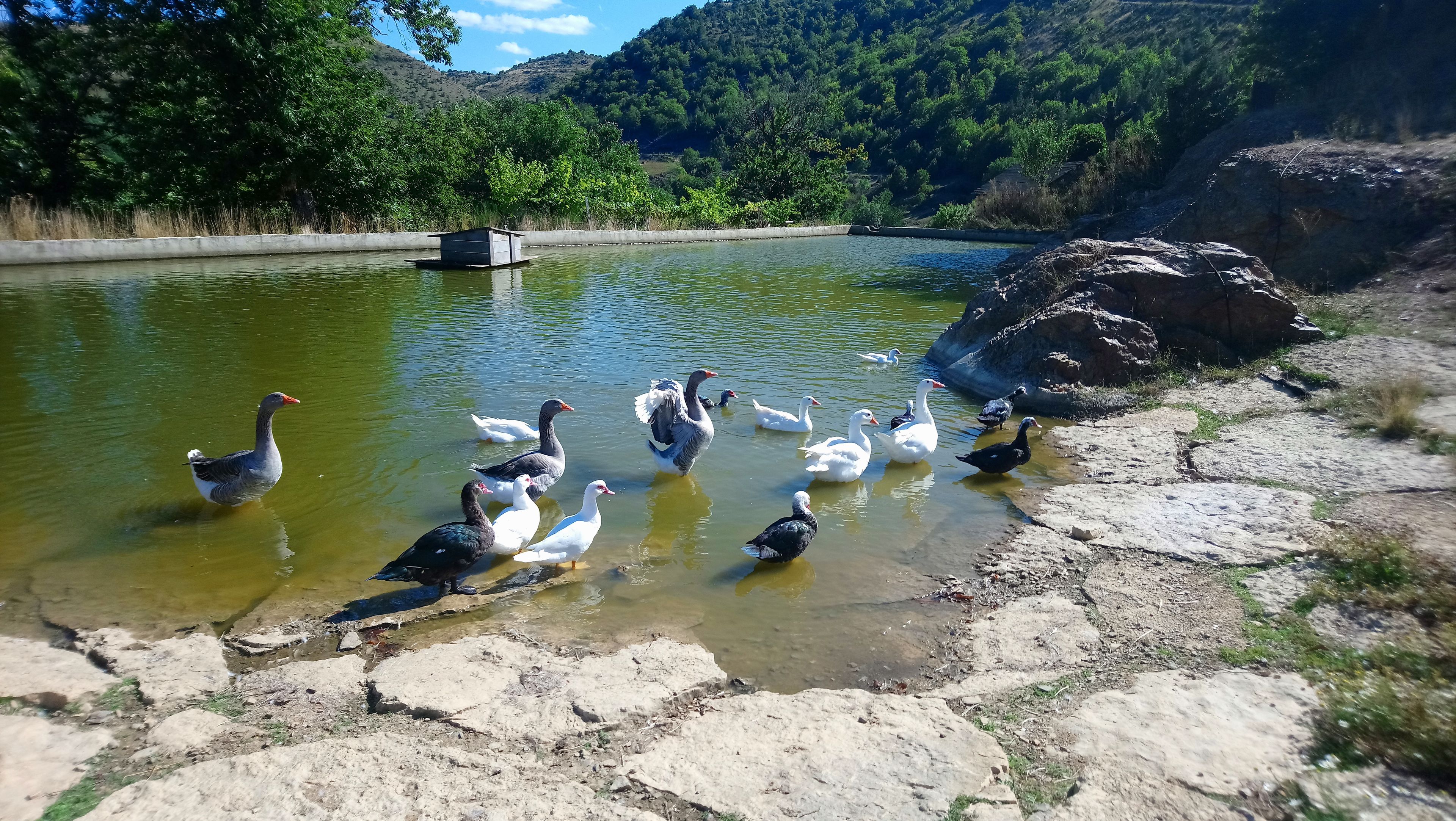 Un grupo de gansos en un estanque con una estructura de concreto al fondo.