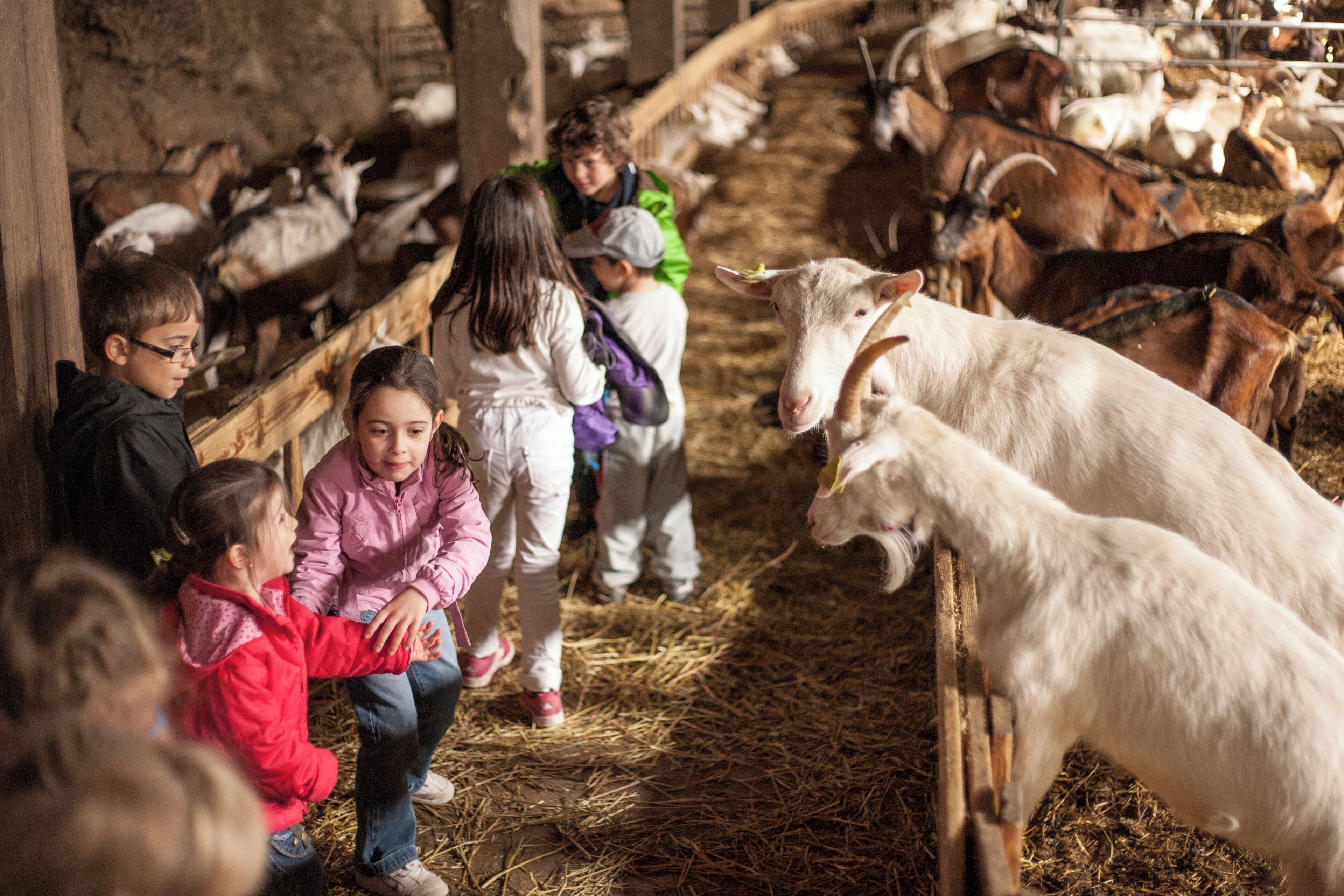 A barn interior with children observing animals, hay on the floor, and wooden structures.