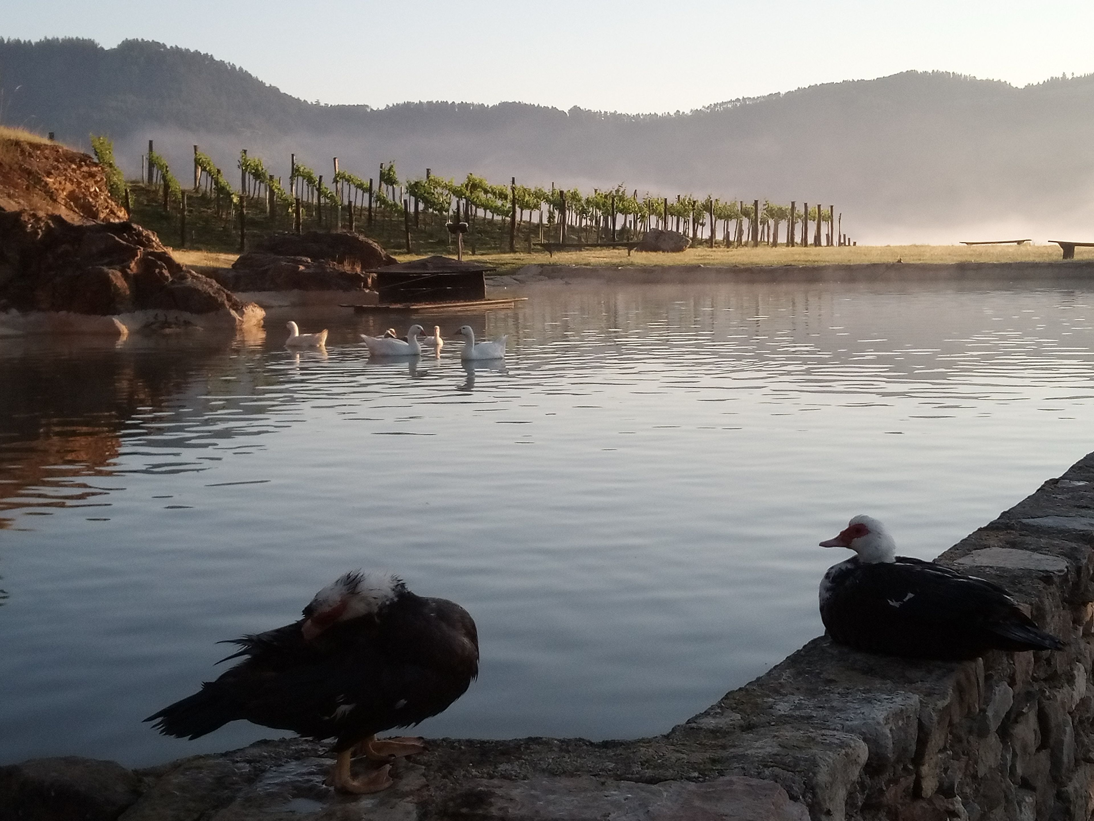 Água calma com cisnes e um pássaro na margem, cercada por uma vedação e árvores.