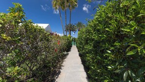 A concrete pathway flanked by dense green foliage and palm trees under a clear blue sky.