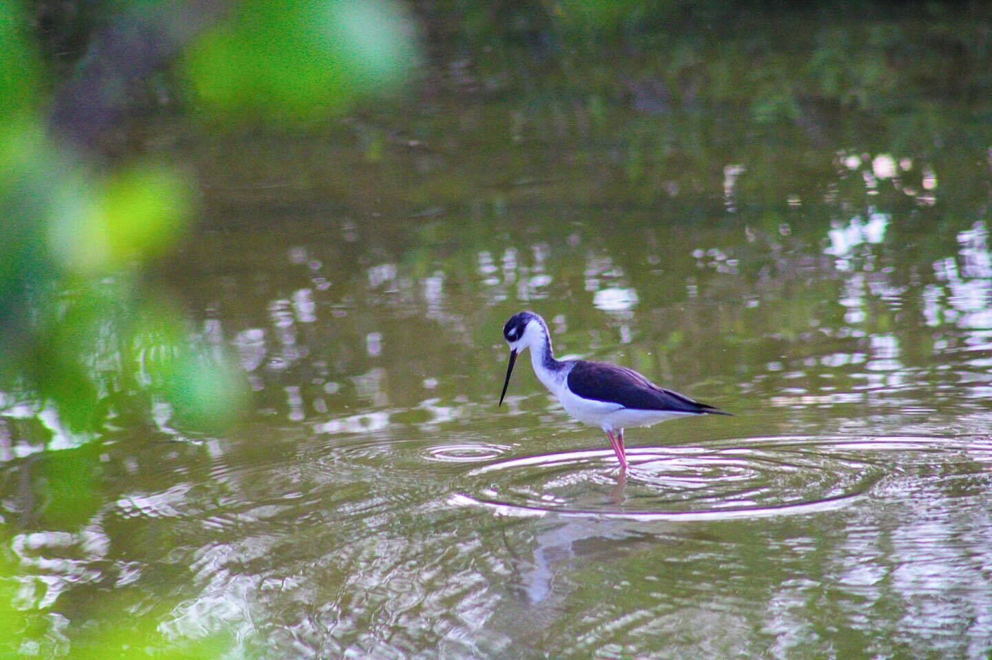 Ein Vogel steht im Wasser, das von Wellen umspielt wird.