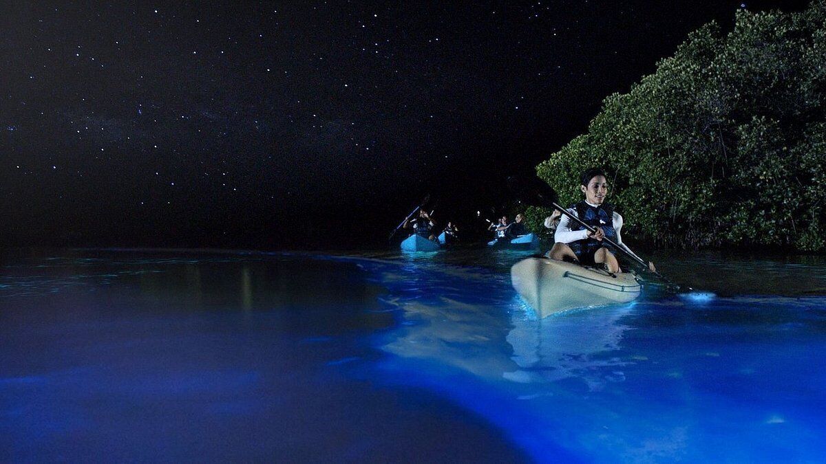 A nighttime scene with a boat on calm water, surrounded by dense foliage and a starry sky.