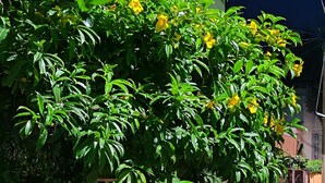 外观细节