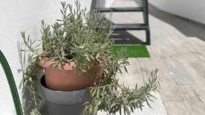 Een potplant op een betegelde vloer, naast een witte muur met een metalen trap die naar een balkon leidt.