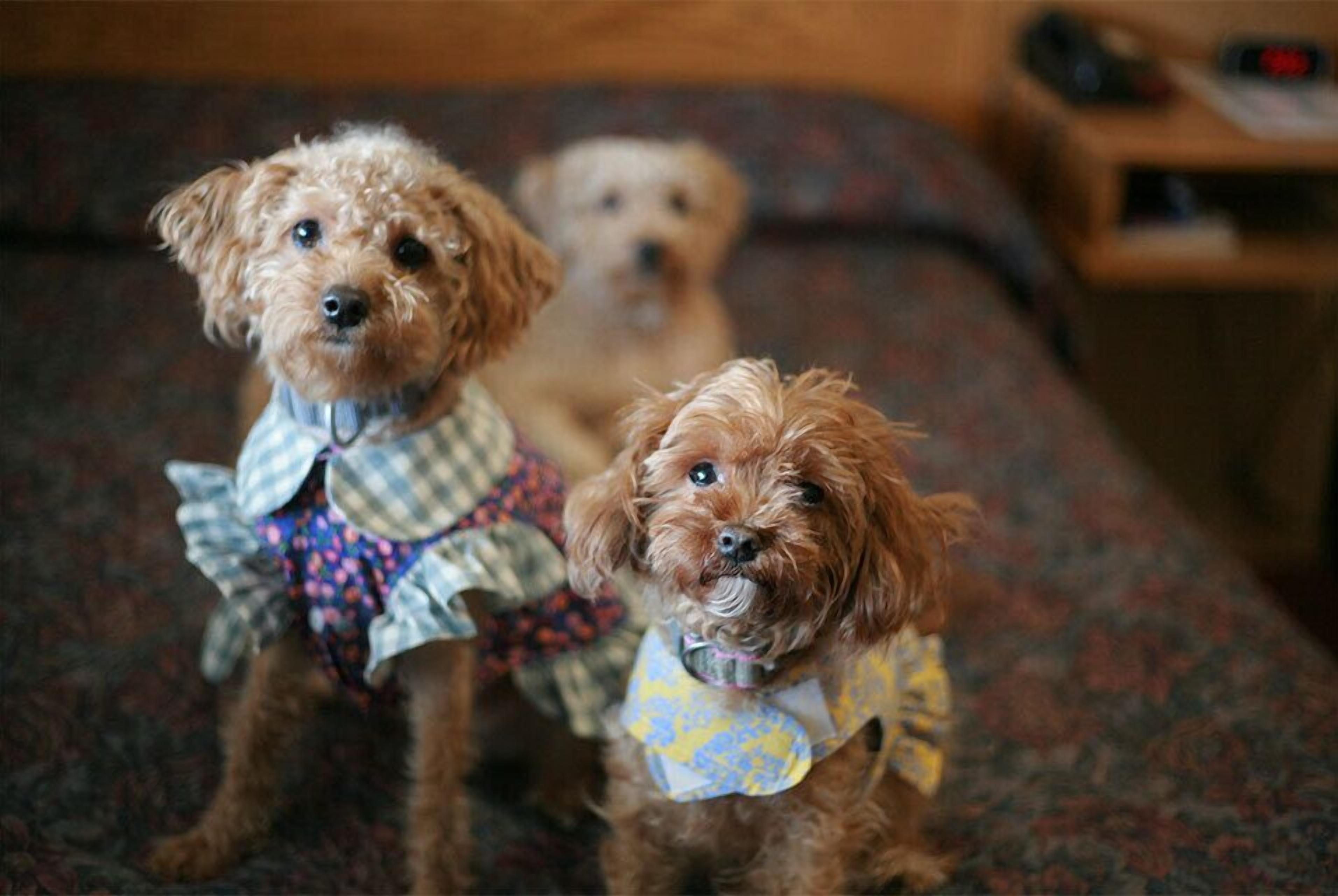 標準雙人房 | 書桌、筆電工作空間、熨斗/熨衣板、免費無線上網