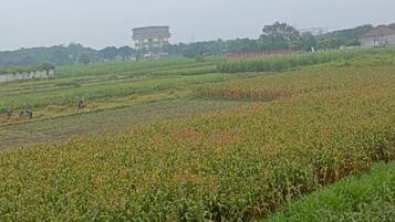 A rural landscape with fields of crops and a large building in the distance.