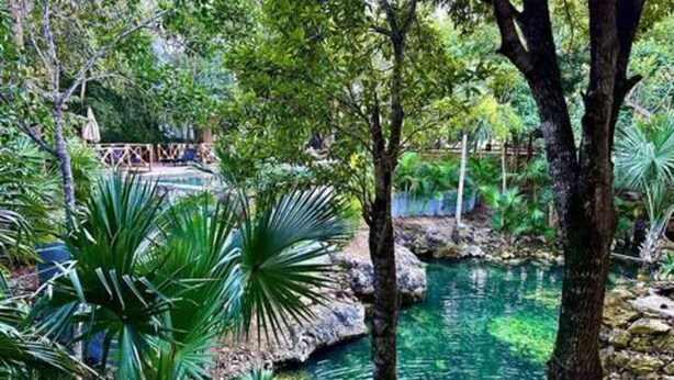Un jardín tranquilo con un estanque cristalino, rodeado de exuberante follaje y árboles.