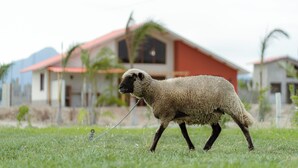 A sheep in a grassy field with a red-roofed building in the background. - Casa Hacienda Las Palmeras (Patapo)