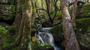 A forest stream with moss-covered rocks and trees. - The Hollows - Kangaroo Valley (Kangaroo Valley)