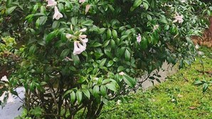 Un jardin luxuriant et verdoyant, parsemé de plantes en fleurs, avec un bâtiment visible au loin.