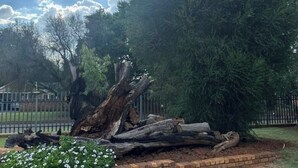 Un jardín ajardinado con un gran tronco de árbol caído, rodeado de un borde de ladrillo y flores blancas.