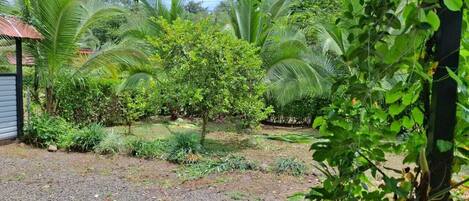 Un jardin avec différentes espèces de plantes et un petit bâtiment.