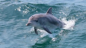 Miscellaneous - 
Serene Getaway (Callala Beach)