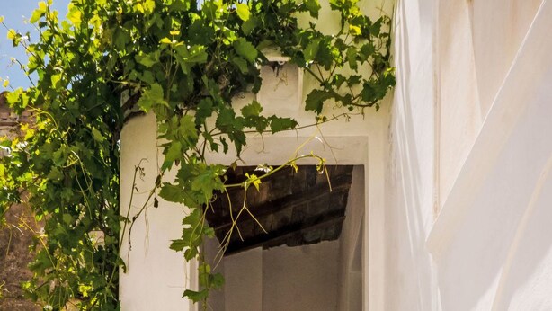 A staircase with potted plants and a vine growing over it. - Apartment Fazio by Interhome (Strongoli)