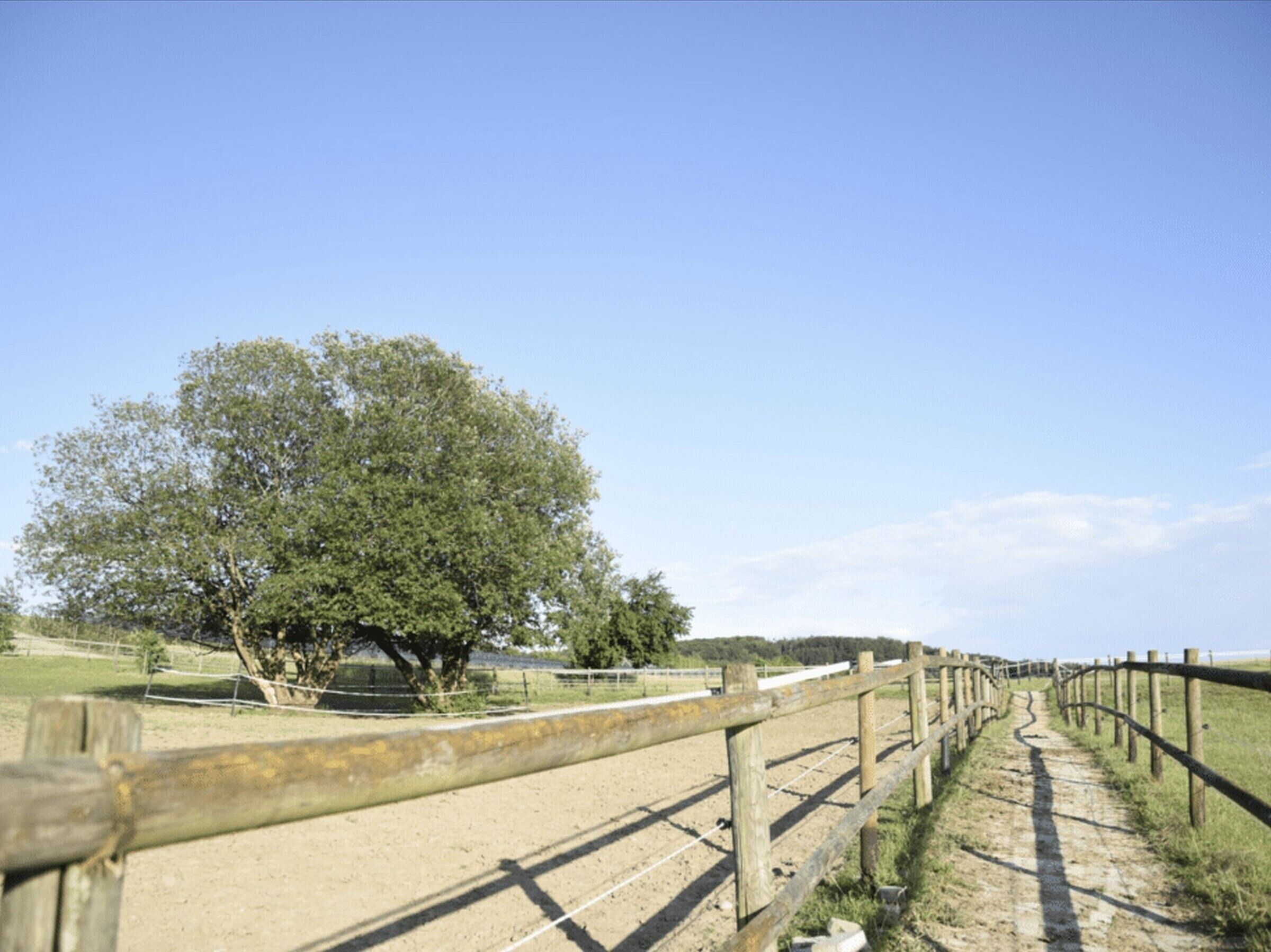 Un sentier de terre bordé d’une clôture en bois, un grand arbre et un ciel bleu dégagé.