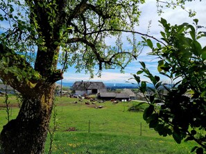 Paisaje rural con un gran árbol en primer plano, un pequeño edificio de techo de paja y un campo cubierto de hierba con ovejas dispersas.