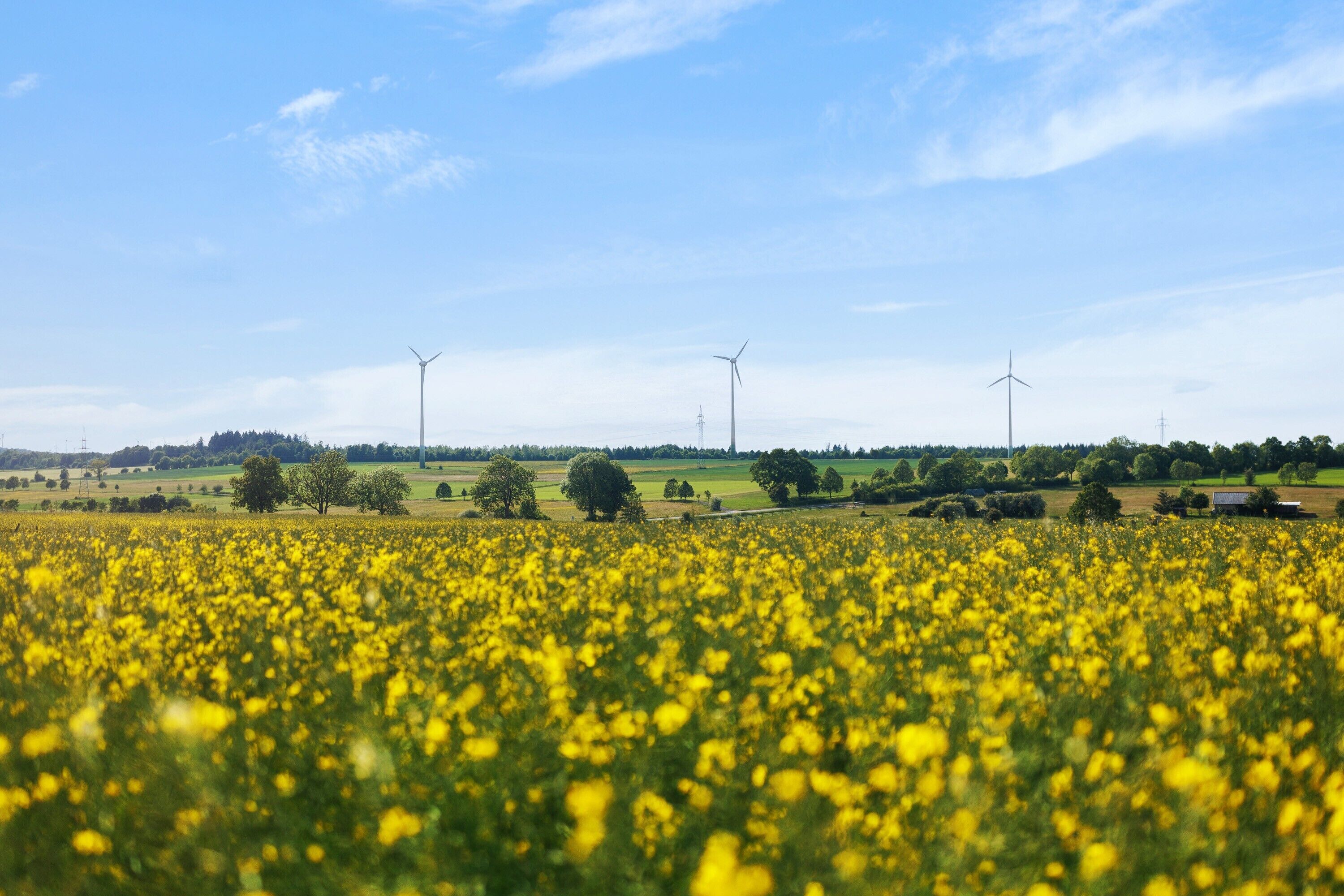 A field of yellow flowers with wind turbines in the background.