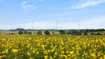 A field of yellow flowers with wind turbines in the background.