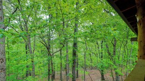 A forested area with tall trees and a wooden structure. - 4 Mi to Lake: Wooded Log Cabin in Eureka Springs! (Eureka Springs)
