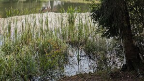 Un lago tranquilo rodeado de abundante vegetación y árboles, con un edificio al fondo.