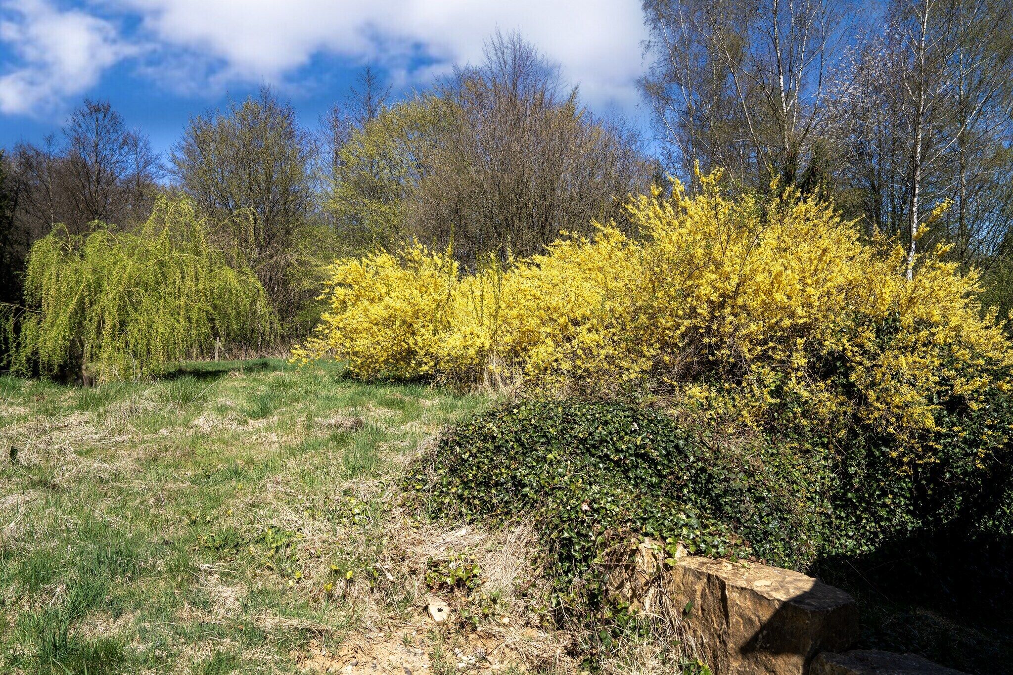 A natural landscape with a grassy area, yellow flowering bushes, and trees in the background.