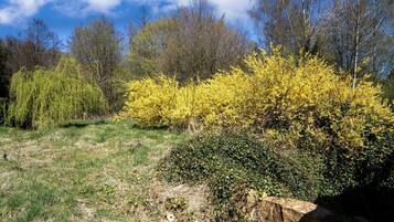 A natural landscape with a grassy area, yellow flowering bushes, and trees in the background.