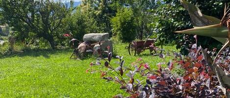 A grassy area with a variety of plants and trees, a rock, and a wheelbarrow in the background.