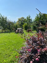 A grassy area with a variety of plants and trees, a rock, and a wheelbarrow in the background.